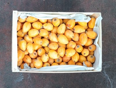 Foto Nespole Varietà Algar Calibro G Origine Spagna Marchio Ruchey 3